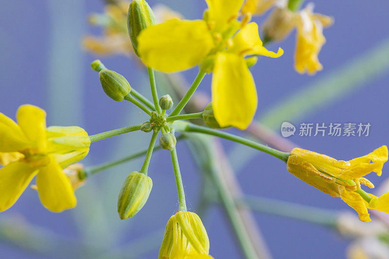 油菜(Brassica napus subsp.)显著)花